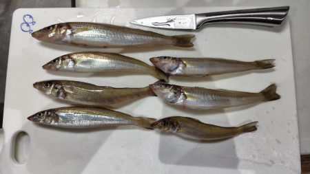 シロギス、シーズン入りました