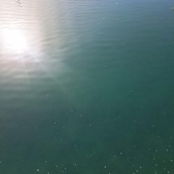 爆釣イワシ釣り