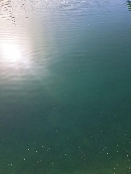 爆釣イワシ釣り