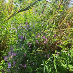 強風のバラタナゴ釣り