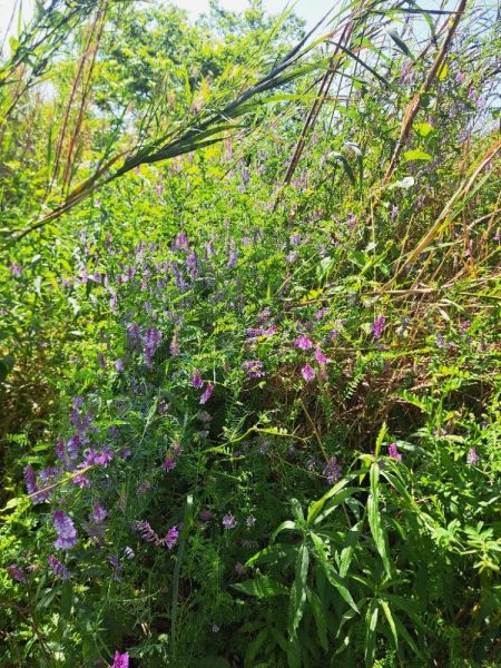 強風のバラタナゴ釣り