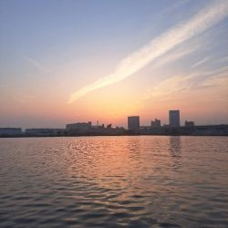 近場の小魚調査