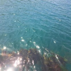 活性低い小アジ釣り