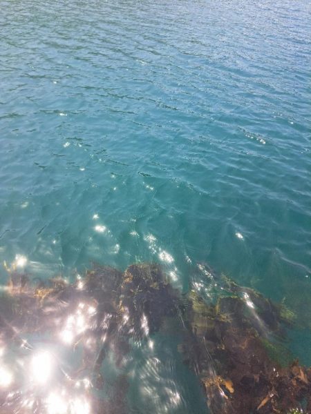 活性低い小アジ釣り