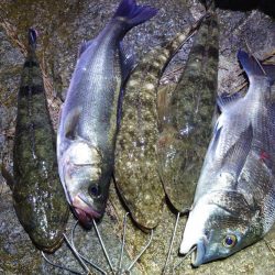 マゴチ、シーバス、チヌ