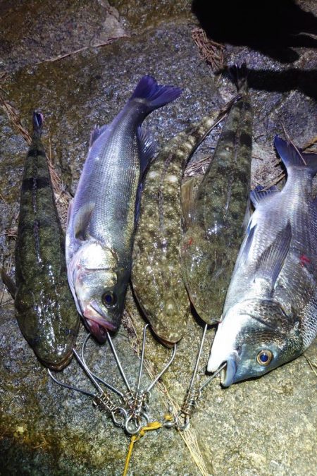 マゴチ、シーバス、チヌ