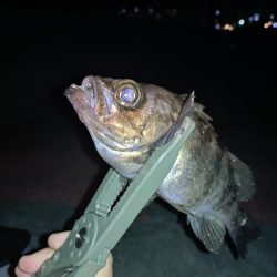 メバリング予定がアジングに…