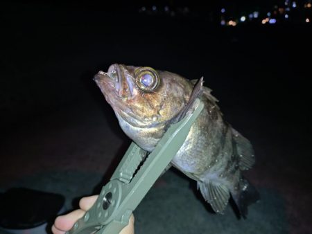 メバリング予定がアジングに…