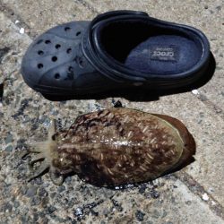 モンゴイカ釣り