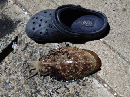 モンゴイカ釣り