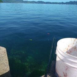 ガシラ祭りだぁ〜🎣