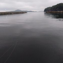 アジが釣れだしましたよ