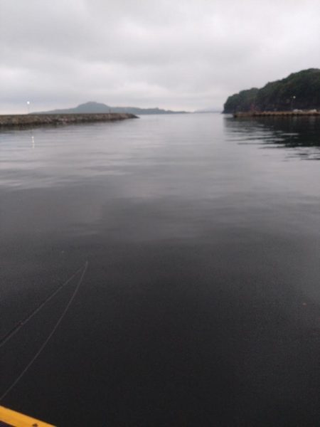 アジが釣れだしましたよ