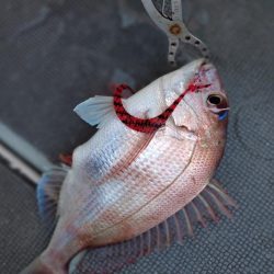 ファミリー鯛ラバ