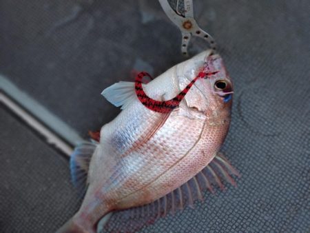 ファミリー鯛ラバ