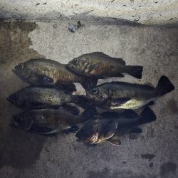 久しぶりの尺メバル