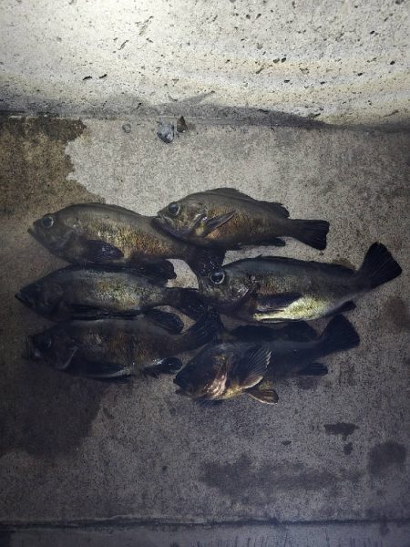 久しぶりの尺メバル