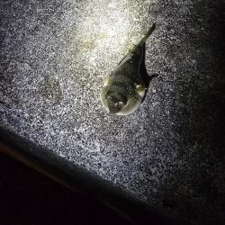 尺メバル届かず