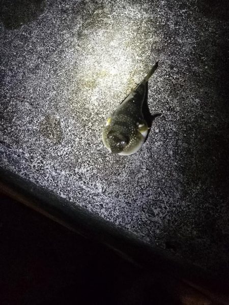 尺メバル届かず