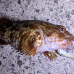 ガシラ爆釣デー