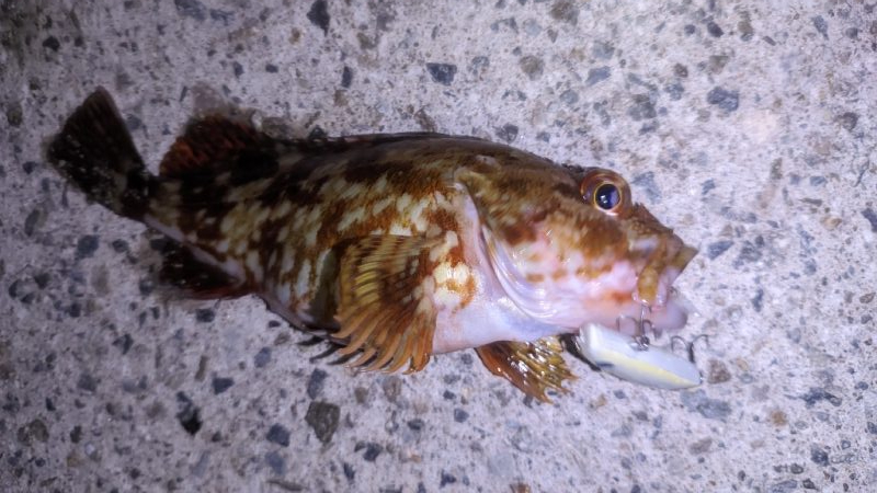 ガシラ爆釣デー