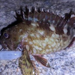 ガシラなんか渋い