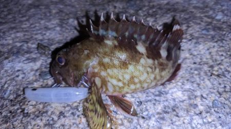 ガシラなんか渋い