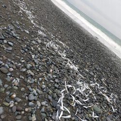 魚影は濃いが…