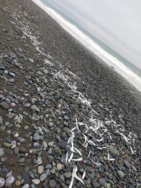 魚影は濃いが…