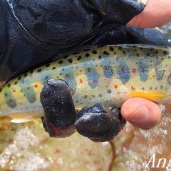 トラブル連発するも26匹の釣果。