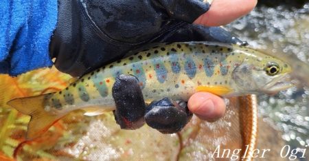 トラブル連発するも26匹の釣果。