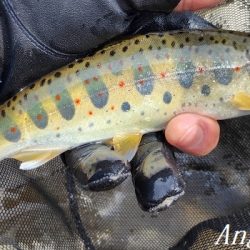 引原川、最盛期突入！