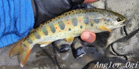 引原川、最盛期突入！