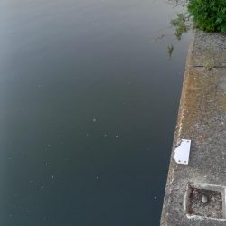 都市河川でキビレ