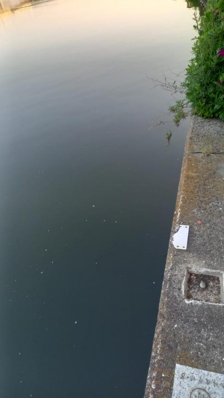 都市河川でキビレ