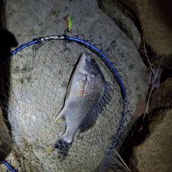 マイクロベイトチニングはバイブが面白い