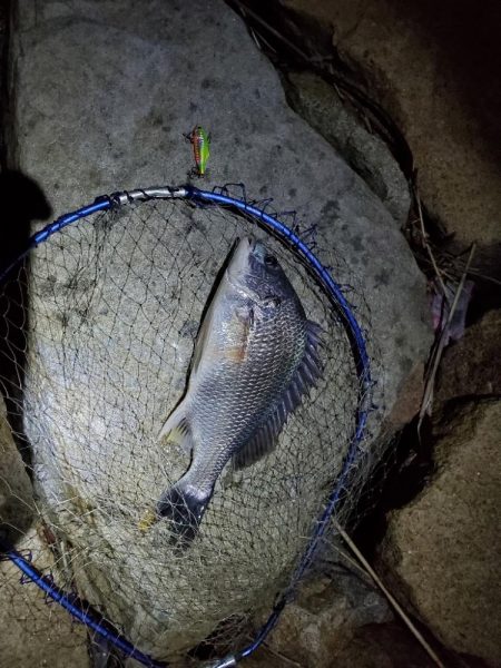 マイクロベイトチニングはバイブが面白い