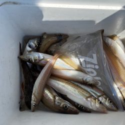 恒例のＧＷ天草釣行をしてきました