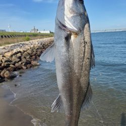 ７０アップシーバス　４０アップキビレ