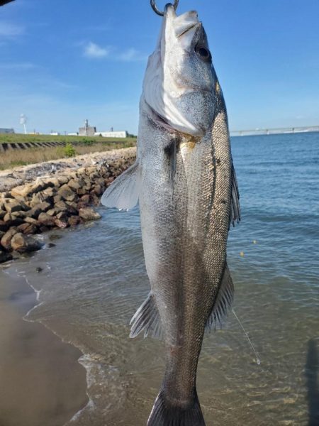 ７０アップシーバス　４０アップキビレ