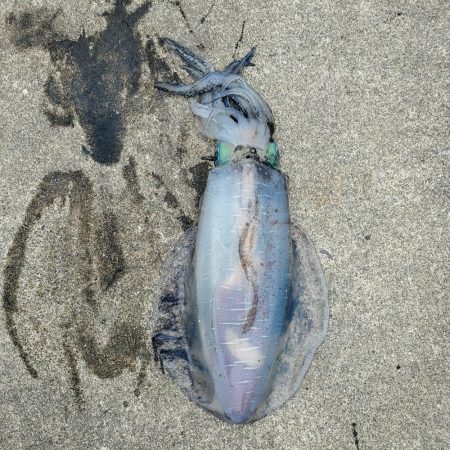 春アオリイカ狙い