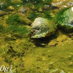 ようやく本流シーズンイン。