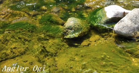 ようやく本流シーズンイン。