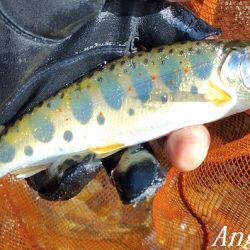 アングラーの数が増えました。