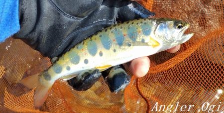 アングラーの数が増えました。