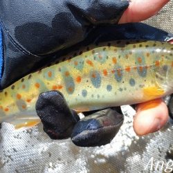食いの浅さに要注意。
