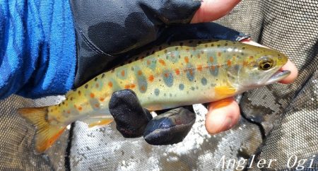 食いの浅さに要注意。