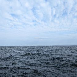 シーバス＆メジロ