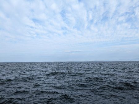 シーバス＆メジロ