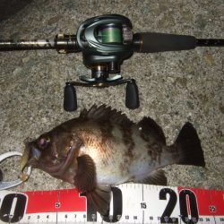 最盛期のメバル